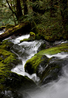 Forest stream, Mt. Rainier National Park, Washington