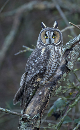 Long-eared Owl, western Washington