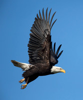 Bald Eagle in flight, Skagit Valley, Washington