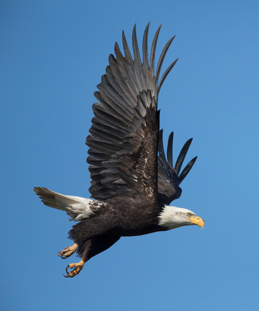 Bald Eagle in flight, Skagit Valley, Washington