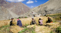 Family harvesting barley, Rumbak village, Ladakh, India