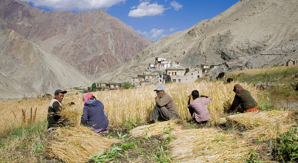 Family harvesting barley, Rumbak village, Ladakh, India