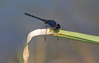 Black Stream Glider (dragonfly), (Trithemis festiva), Kanha National Park, India