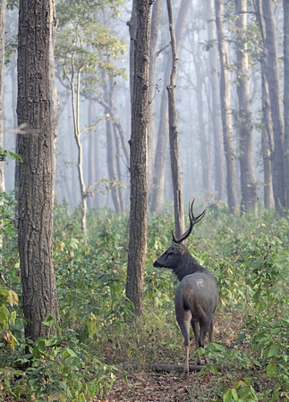 Sambar in misty forest, Kanha National Park, India