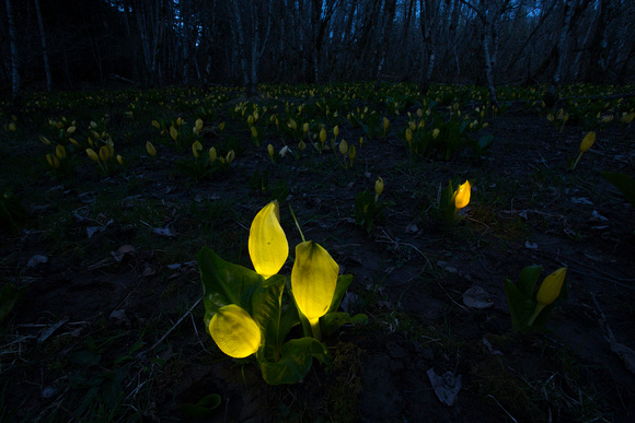 Yellow skunk cabbage (Lysichiton americanus) illuminated with lights, Packwood, Washington