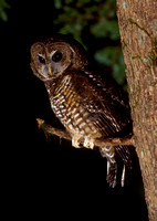 Northern Spotted Owl at night, western Washington