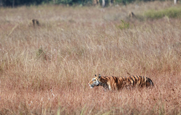 Male Tiger walking in meadow, Kanha National Park, India
