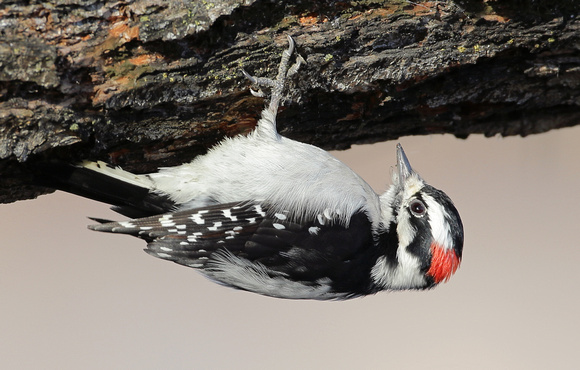 Downy Woodpecker foraging upside down, Yakima, Washington