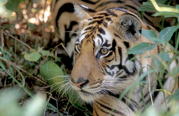 Tiger up close, Kanha National Park, Madhya Pradesh, India
