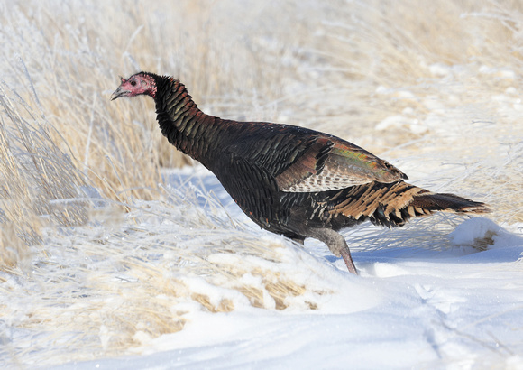 Wild Turkey in snow, eastern Washington