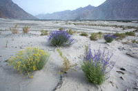Flowering shrubs and sand dunes, Nubra Valley, Ladakh, India