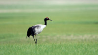 Black-necked Crane, Tso Kar, Ladakh, India