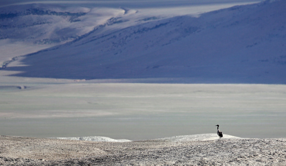 Black-necked Crane on mound, Tso Kar, Ladakh, India