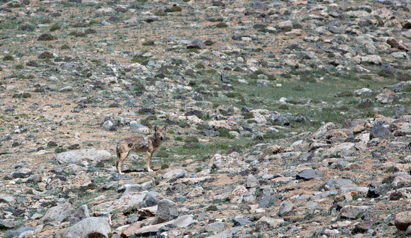 Tibetan wolf, Ladakh, India