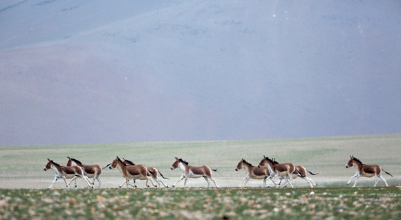 Kiangs (Tibetan wild ass) running, Tso Kar, Ladakh, India