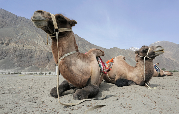 Bactrian camels, Nubra valley, Ladakh, India