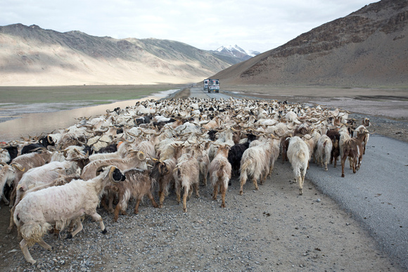 Pashmina goats on road, Tso Kar, Ladakh, India