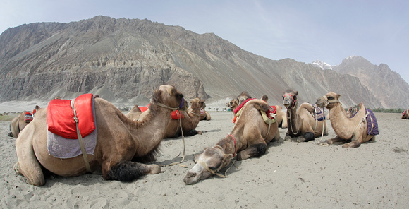 Bactrian camels, Nubra Valley, Ladakh, India