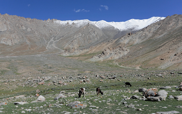Dzos (yak-cattle hybrids) grazing in mountain meadow, Ladakh, India