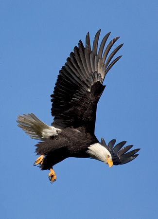 Bald Eagle in flight, Cispus River, Washington
