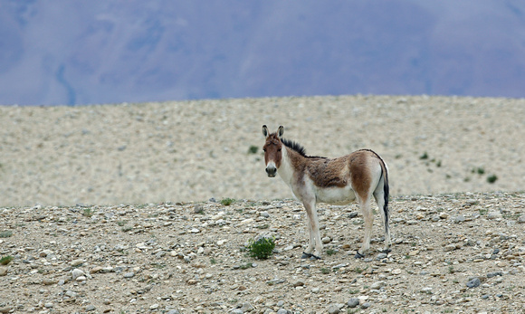 Kiang (Tibetan wild ass), Tso Kar, Ladakh, India