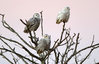 Pacific Northest: Birds: Snowy Owls