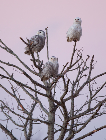 Snowy Owls in dead tree at sunrise, Washington coast