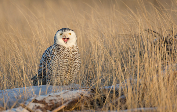 Snowy Owl immature yawning, Washington coast