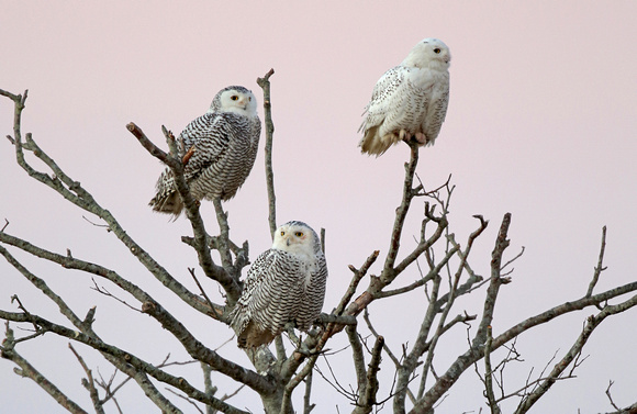 4 Snowy Owl trio in dead tree, Washington