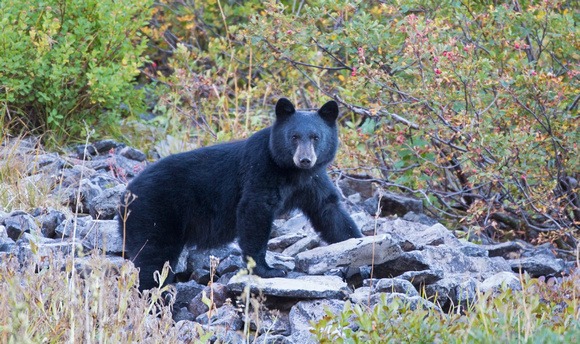 American black bear, Mt. Rainier National Park, Washington