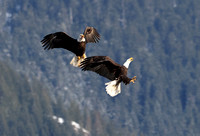 Bald Eagle mid-air encounter, Packwood, Washington