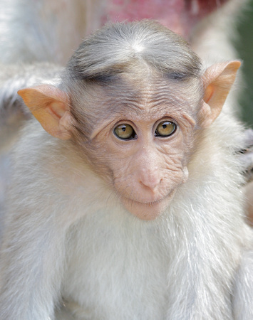 Bonnet macaque baby, Kerala, India