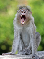 Bonnet macaque yawning, Kerala, India
