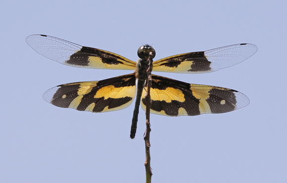 Common Picturewing (Rhyothemis variegata) dragonfly, Kerala, India
