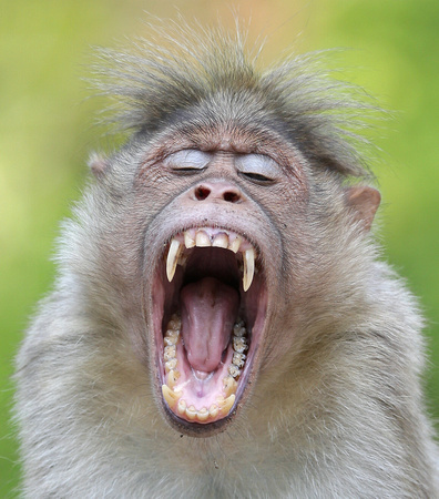 11 Bonnet macaque yawning, Kerala, India