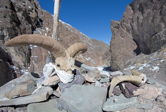 Bharal (blue sheep) horns on chorten, Hemis National Park, Ladakh, India