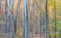 Forest at sunrise, Beacon Falls, Connecticut