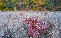 Northern red oak in frosty meadow, Shepaug River, Connecticut.