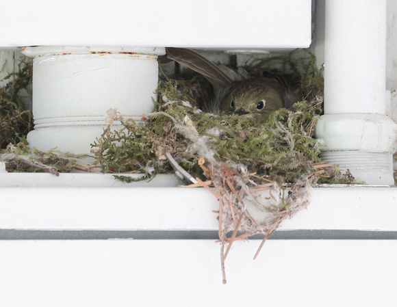 Pacific-slope Flycatcher incubating eggs in nest, Packwood, Washington