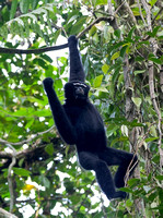Western Hoolock Gibbon male (Hoolock hoolock), Hoollongapar Gibbon Sanctuary, Assam, India