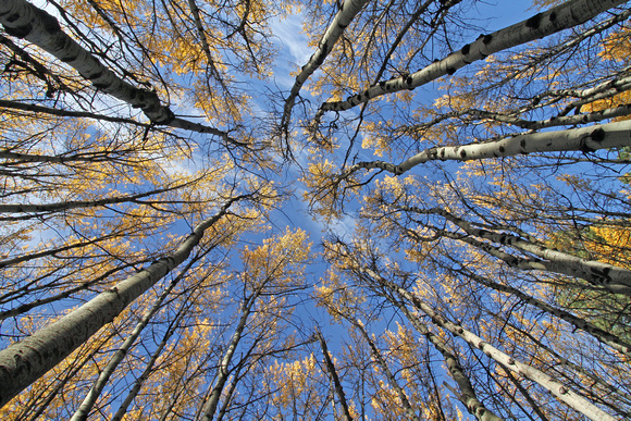 Fall aspen trees from below, eastern Washington