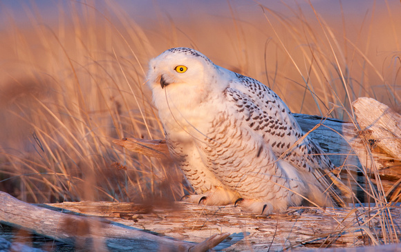 Snowy Owl biting grass blade, Washington coast