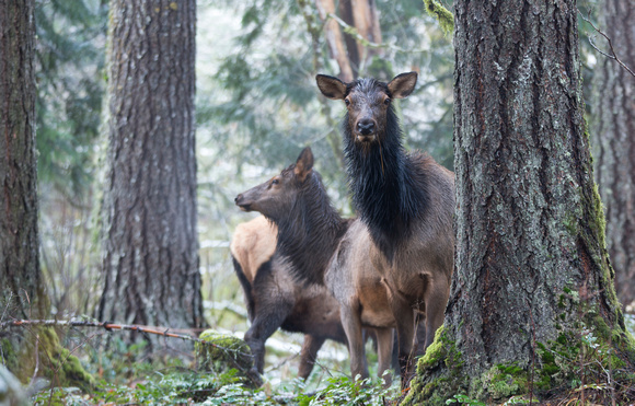 Elk in forest, Packwood, Washington
