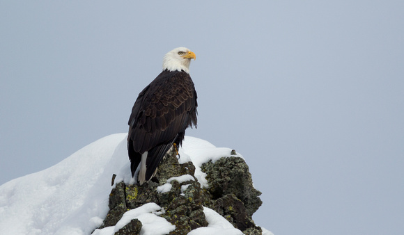 Bald Eagle on snowy rock perch, eastern Washington