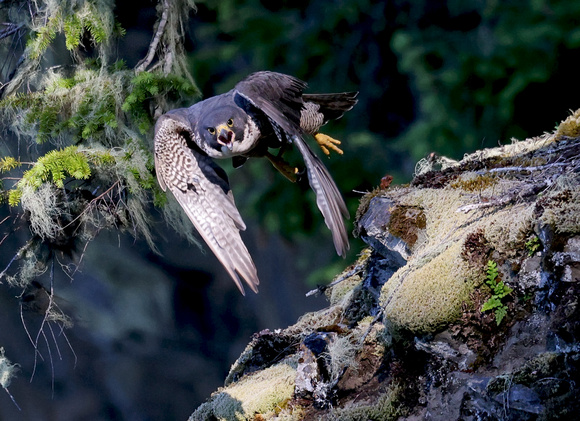 Peregrine Falcon taking flight, western Washington