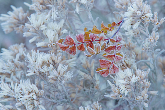 Frosty leaves, eastern Washington