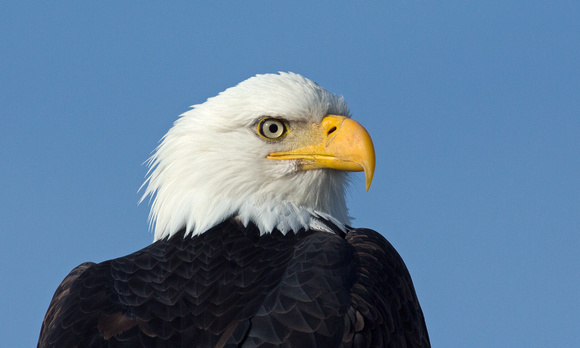 Bald Eagle closeup, Skagit River, Washington