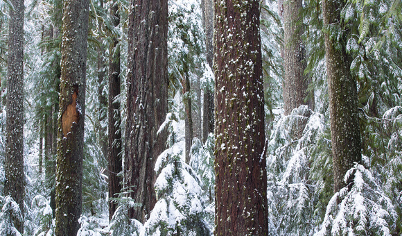 10 Old-growth forest with snow, Mt. Rainier National Park, Washington