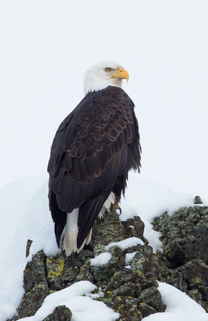 Bald Eagle on snowy pinnacle, vertical, eastern Washington