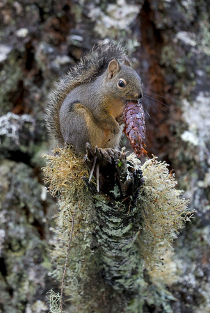 Douglas squirrel with fir cone and lichens, Mt. Rainier National Park, Washington